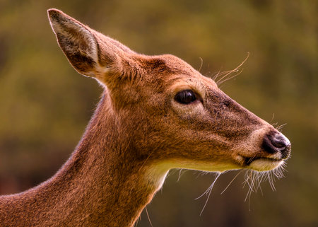 A white tailed deer stands gracefully in the wild, showcasing its intricate facial details. Soft...