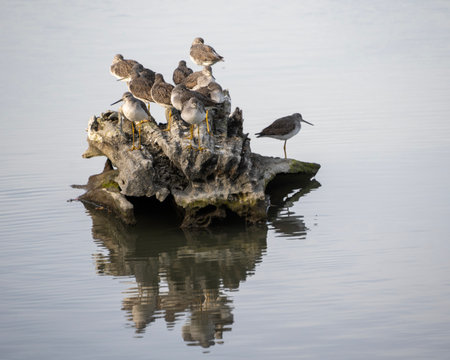 Yellowlegs shorebirds gather on a weathered rock in tranquil water, reflecting the soft morning...