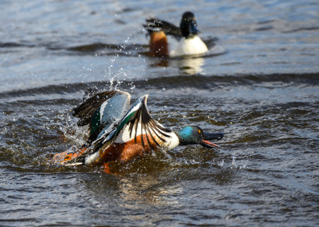 Norther Shovelers chasing each other, fighting, displaying their vibrant feathers under sunlight. One duck takes flight, creating ripples.の写真素材