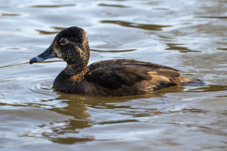 This ring necked duck glides gracefully across the tranquil waterâs surface, surrounded by nature's beauty, basking in the gentle warmth of the afternoon sun.の写真素材