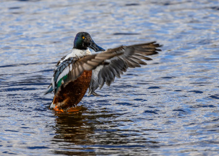 A male Northern Shoveler duck flaps its wings while swimming in a serene river. The water reflects soft light, enhancing the peaceful atmosphere of the early morning.の写真素材