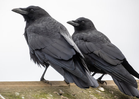 Two black crows stand closely together on a wooden fence against a gray sky. They appear alert and observant, showcasing their glossy feathers and distinct features.の写真素材