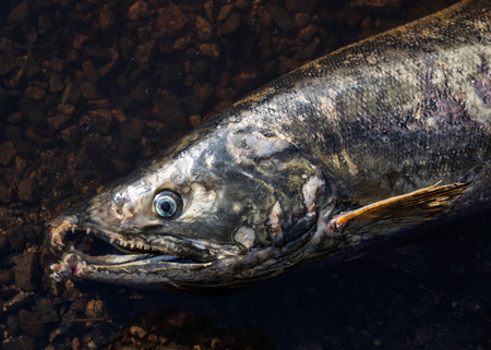 A large dead fish lies against the stones of a riverbed, highlighting health concerns in the aquatic...