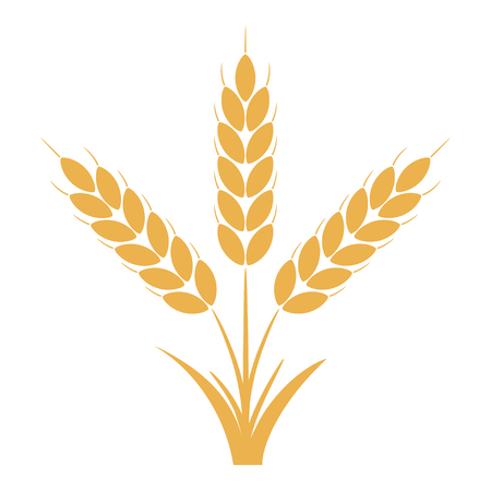 Wheat or rye ears with grains. Bunch of three yellow barley stalks. Vector illustration.のイラスト素材