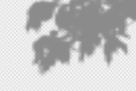 Shadow overlay effect. Transparent overlay shadow from leaves, branches, plant and foliage. Realistic soft light effect of shadows and natural lightning on transparent background. Vector.のイラスト素材