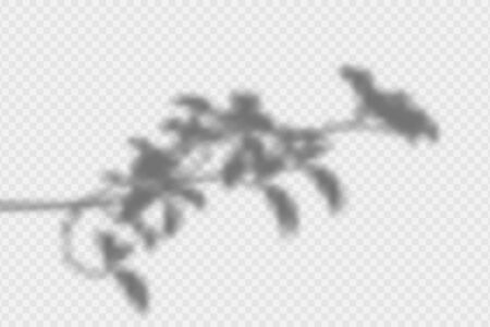 Shadow overlay effect. Transparent overlay shadow from leaves, branches, plant and foliage. Realistic soft light effect of shadows and natural lightning on transparent background. Vectorのイラスト素材