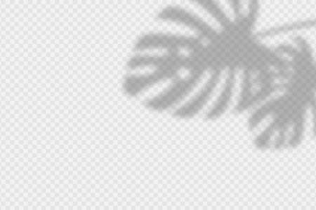 Shadow overlay of monstara leaves. Transparent overlay shadow effect from palm leaf. Realistic soft light effect of shadows and natural lightning on transparent background. Vector.のイラスト素材