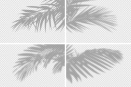 Shadow overlay of palm tree branch. Set of transparent overlay shadow effects from tropical palm leaves. Realistic soft light effect of shadows and natural light on transparent background. Vector.のイラスト素材