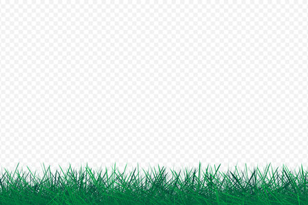 Grass lawn on transparent background. Realistic green grass border or lawn with copy space. Vector illustration.のイラスト素材