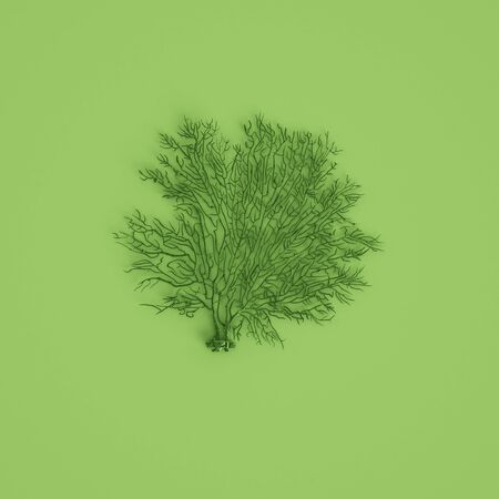 Green sea coal fan sculpture on pastel green background.Flat lay. Trendy fashion Style. Minimal...