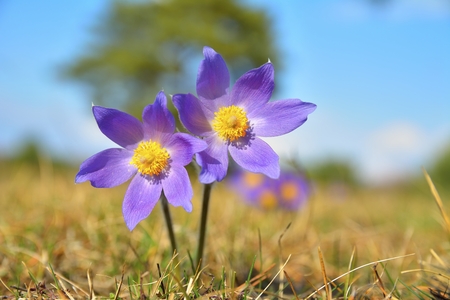 Rare Spring Flower Pulsatilla montana の写真素材