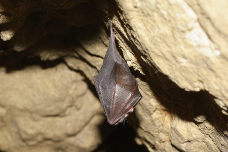 Greater horseshoe bat( Rhinolophus ferrumequinum)の写真素材