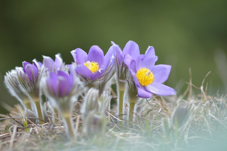Mountain Pasqueflower (Pulsatilla montana)の写真素材