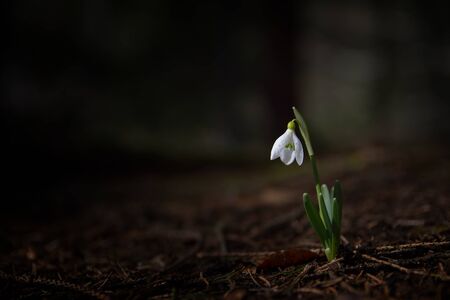 Single Snowdrop in the woodの写真素材