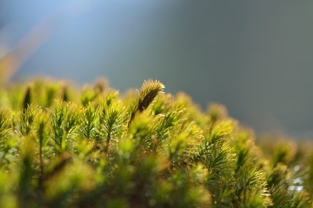 old tree bark with moss on itの写真素材