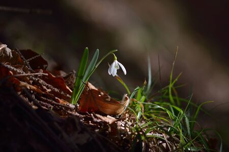 Single Snowdrop in the woodの写真素材