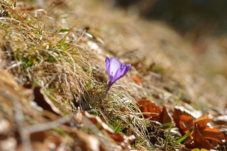 Blue crocusの写真素材