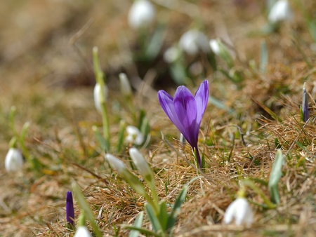 Blue crocusの写真素材