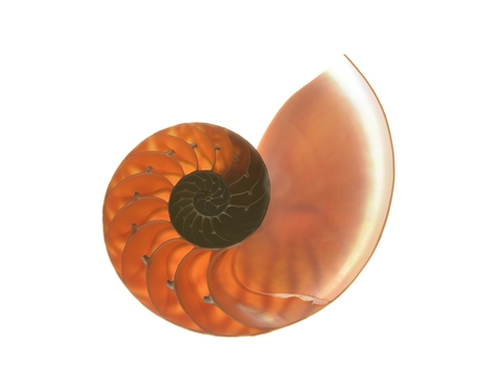 nautilus shell section on whiteの写真素材