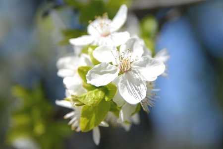 apple tree flowers In the beginning of spring seasonの写真素材