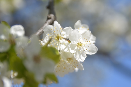 apple tree flowers In the beginning of spring seasonの写真素材