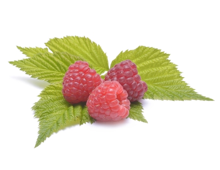Three raspberries with leafs isolated on whiteの写真素材