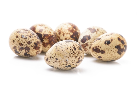 Quail eggsの写真素材