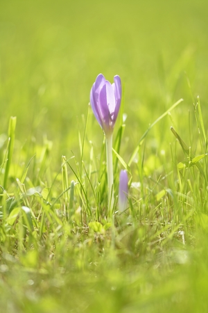 crocus (Crocus tommasinianus) bloomingの写真素材
