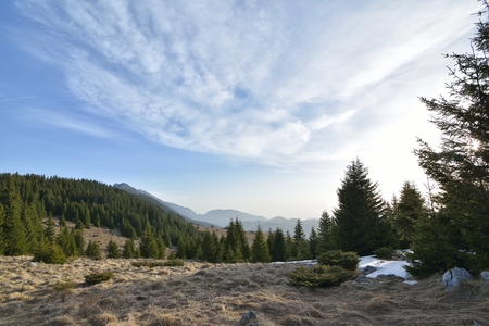 Pine tree forestの写真素材