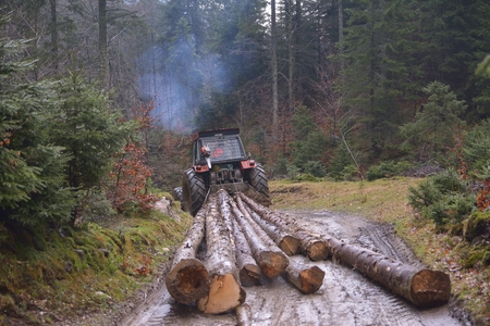 Skidding timber / Tractor is skidding cut trees out of the forest.の写真素材