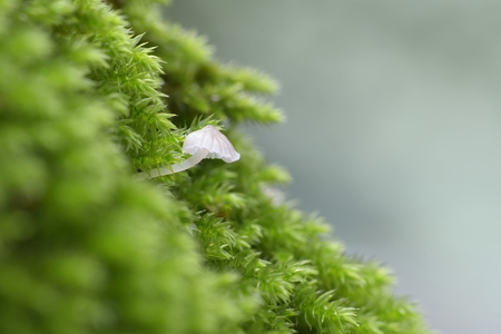 Macro of growing little mushroom in mossy tussock, low point of viewの写真素材