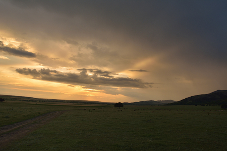 Trees and sunset on fieldの写真素材