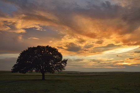 Trees and sunset on fieldの写真素材