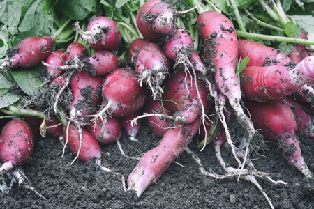 Organic vegetables. Horse radish.