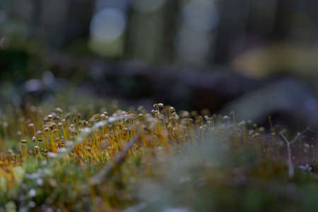 Moss, Leaf on Moss, Moss autumn, forest moss, moss seedsの写真素材