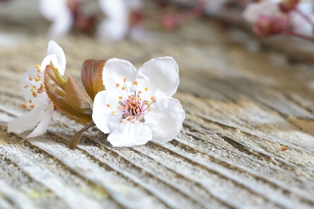 cherry blossom sakura on rustic woodenの写真素材