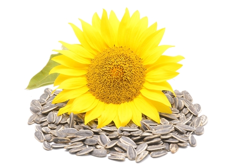 sunflower seeds pile against white backgroundの写真素材