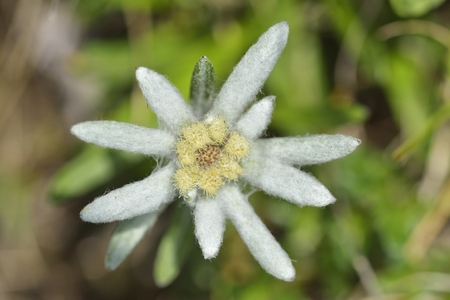 Blooming edelweiss flowerの写真素材