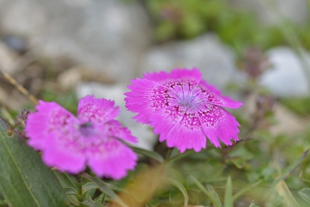 Endemic pink flower found only in Piatra Craiului mountains in romanian Carpathiansの写真素材