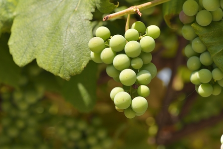 green grapesの写真素材