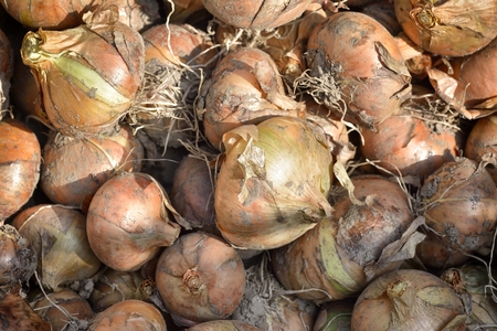 raw onionの写真素材