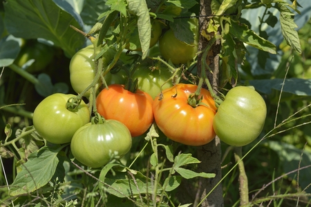 unripe green tomatoes on a vine on plantの写真素材
