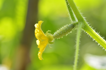 cucumber flowerの写真素材