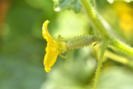 cucumber flowerの写真素材