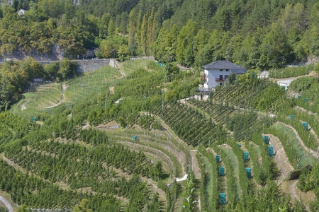 apple orchards in Tuennoの写真素材