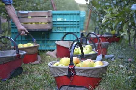 apple in a bucket