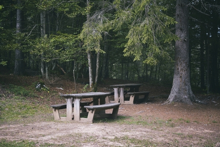 Alone old wooden bench near green forestの写真素材