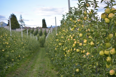 apple orchards in Val di Non - valley in province of Trento, Italy. Trentino region.の写真素材