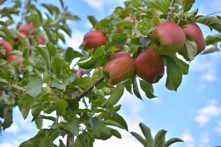 Red apple in the orchardの写真素材