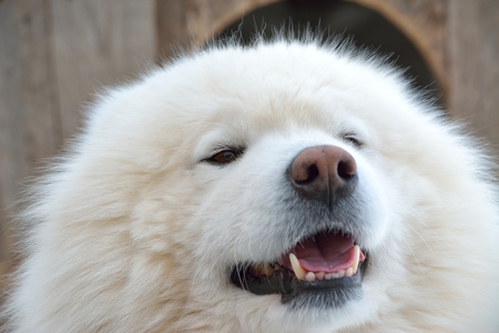 Samoyed husky